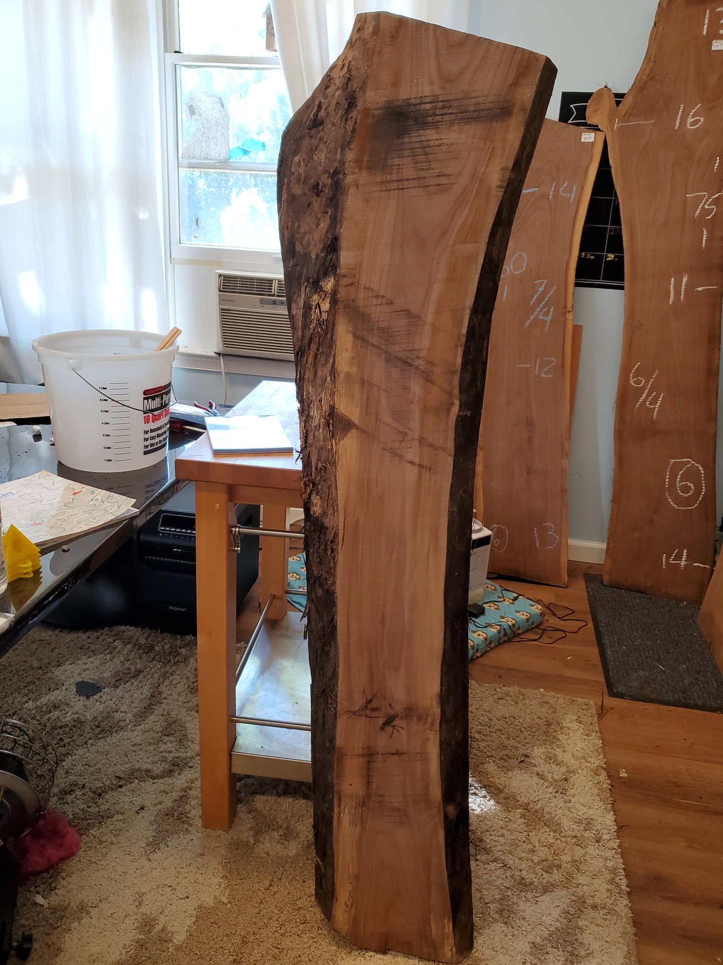 Small Black Walnut #10