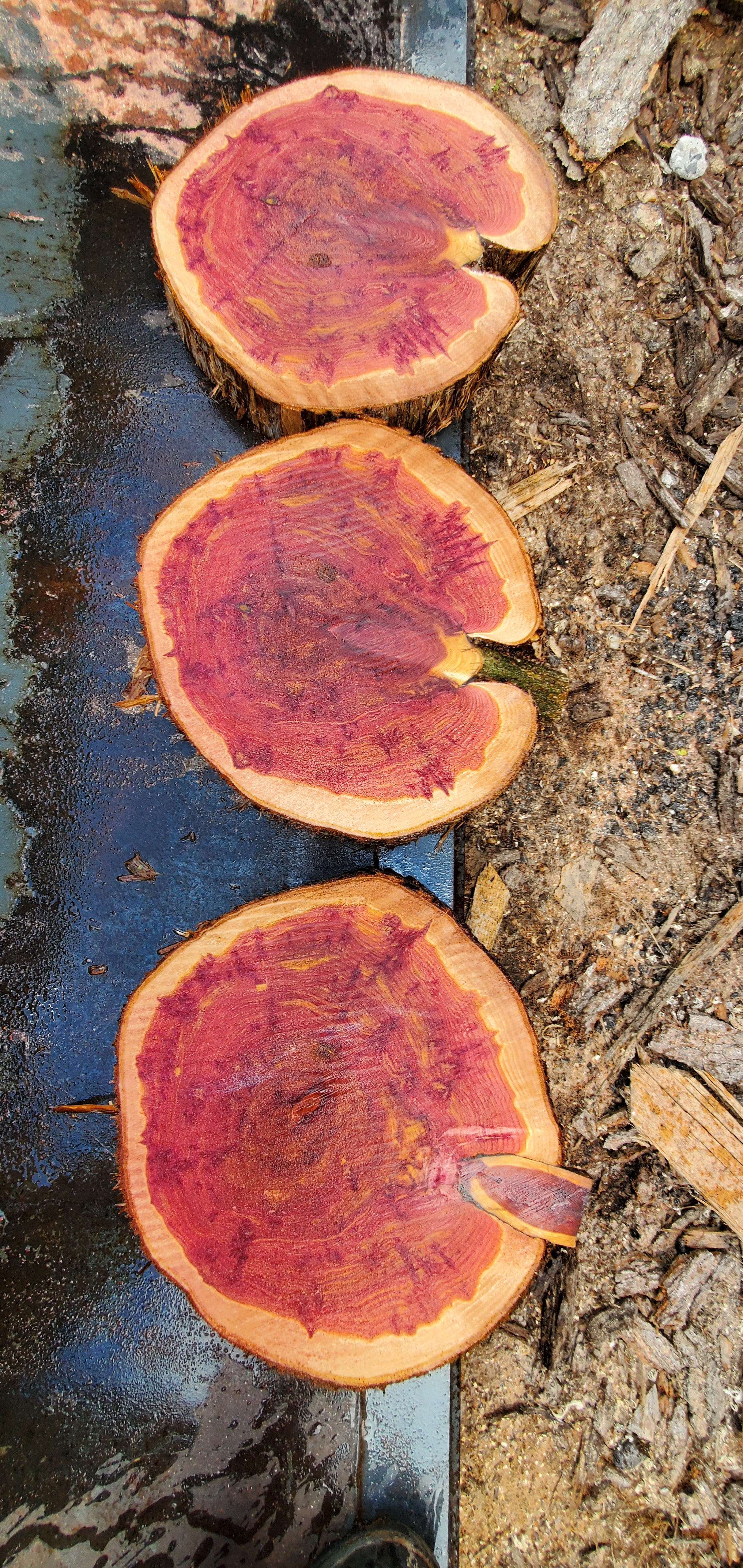 Cedar Charcuturie & Cutting Board #1